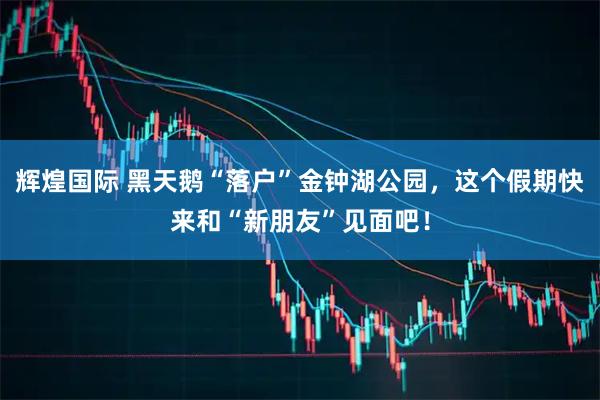 辉煌国际 黑天鹅“落户”金钟湖公园，这个假期快来和“新朋友”见面吧！